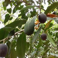 Planchonella australis