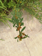 Lespedeza daurica