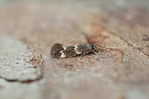 Black-headed Dwarf