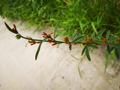 Lespedeza daurica