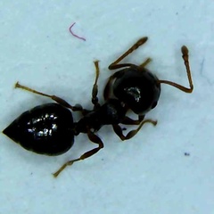 Crematogaster lineolata