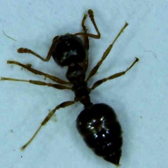 Crematogaster lineolata