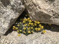 Draba lemmonii