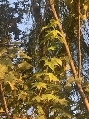 Acer serrulatum