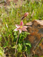 Thelymitra luteocilium
