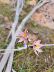 Thelymitra luteocilium