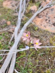 Thelymitra luteocilium