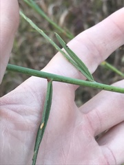Oenothera glaucifolia