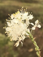 Oenothera glaucifolia
