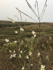 Oenothera glaucifolia