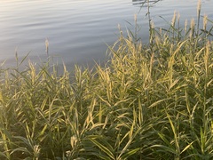Miscanthus × longiberbis