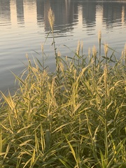 Miscanthus × longiberbis