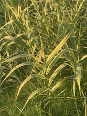 Miscanthus × longiberbis