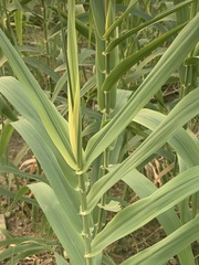 Miscanthus × longiberbis