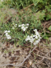 Gypsophila oldhamiana