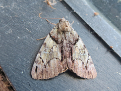 Catocala blandula