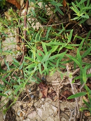 Gypsophila oldhamiana