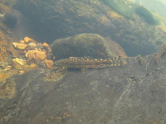 Liniparhomaloptera disparis
