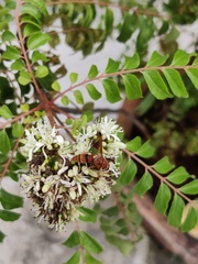Antodynerus limbatus