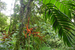 Chamaedorea costaricana