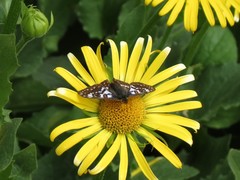 Euphydryas cynthia
