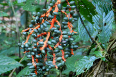 Chamaedorea costaricana