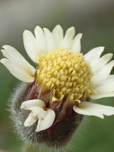 Tridax procumbens
