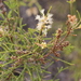 Melaleuca tamariscina - Photo (c) Arthur Chapman, μερικά δικαιώματα διατηρούνται (CC BY-NC-SA)