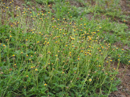 Tridax procumbens