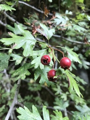 Crataegus