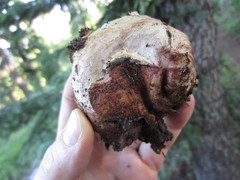 Gastroboletus
