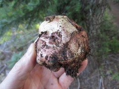 Gastroboletus