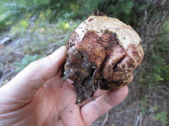 Gastroboletus