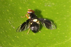 Calosphenisca unicuneata