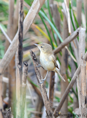 Acrocephalus australis