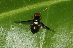 Calosphenisca unicuneata