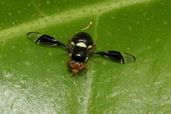 Calosphenisca unicuneata