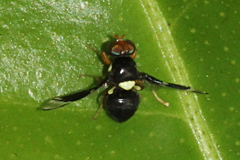 Calosphenisca unicuneata
