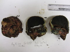 Gastroboletus