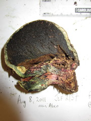 Gastroboletus