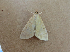 Ostrinia nubilalis