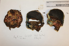 Gastroboletus