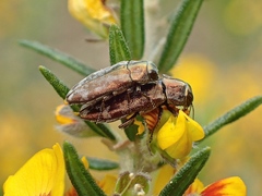 Diphucrania acuducta