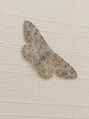 Idaea camparia
