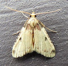 Aglossa costiferalis