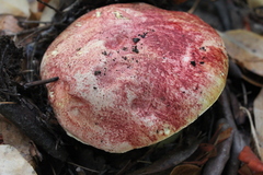 Butyriboletus autumniregius