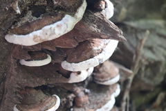 Ganoderma adspersum