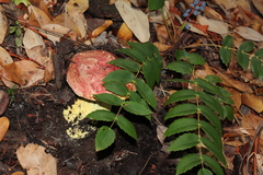 Butyriboletus autumniregius