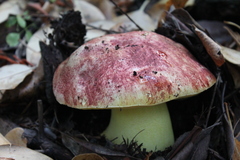 Butyriboletus autumniregius