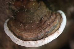 Ganoderma adspersum